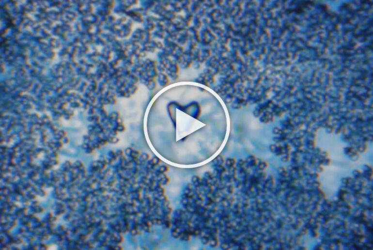 miniature vidéo balade au coeur de l'eau