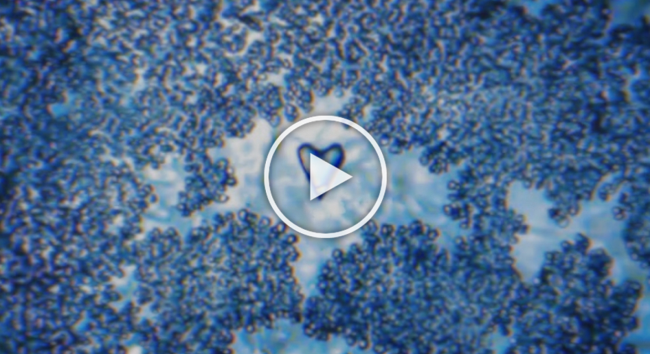 miniature vidéo balade au coeur de l'eau